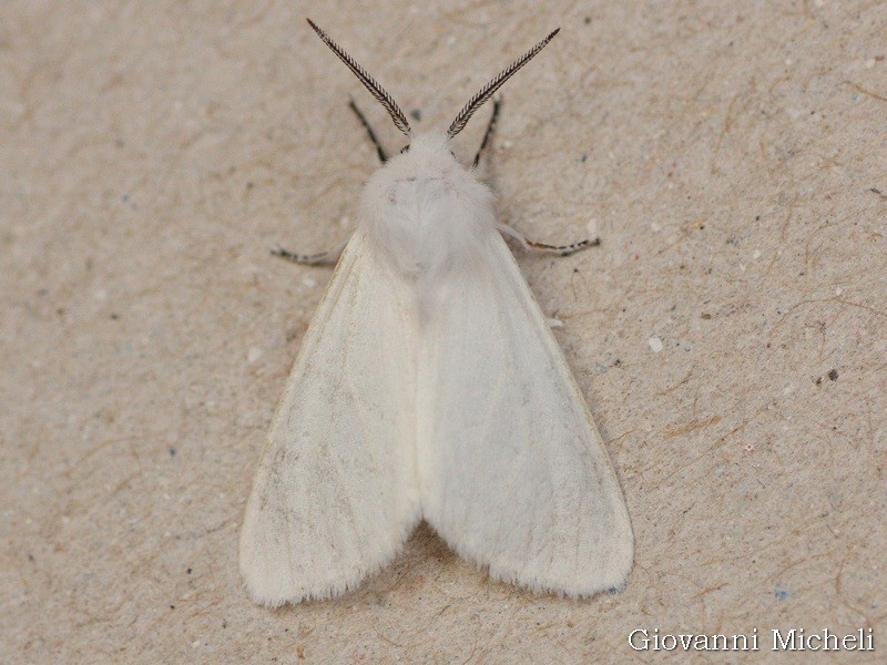 Hyphantria cunea
